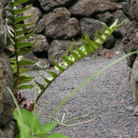 Basalt Splitt, 2/5mm, 20kg Paket