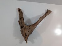 Mangrovenwurzel #02