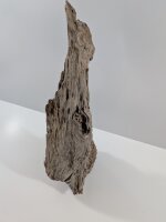 Mangrovenwurzel #03