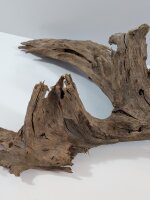 Mangrovenwurzel #11
