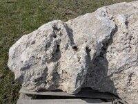 Muschelkalk Felsen #55